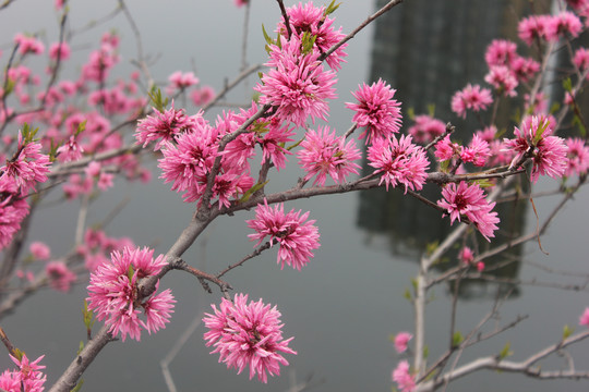 盛开的菊花桃