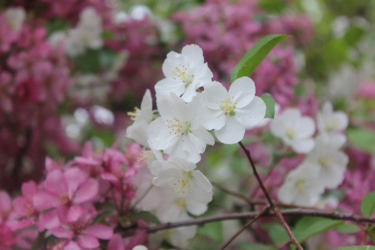 盛开的湖北海棠花
