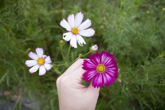 格桑花