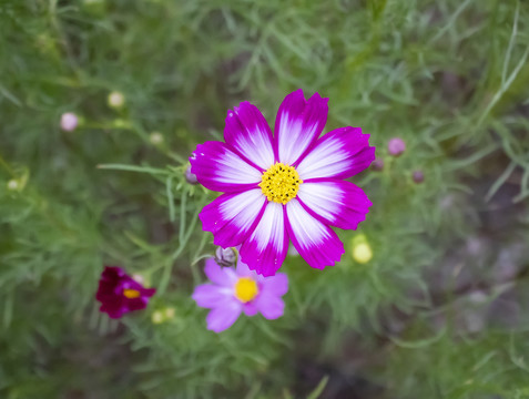 波斯菊
