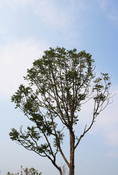 天空与树