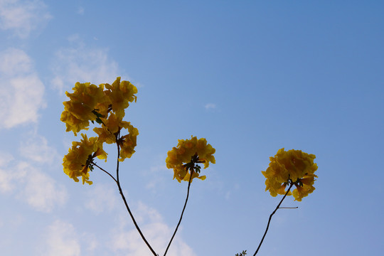 黄花风铃木