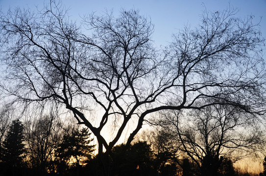 冬天夕阳下的树木