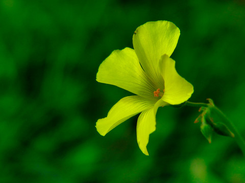 黄花酢浆草