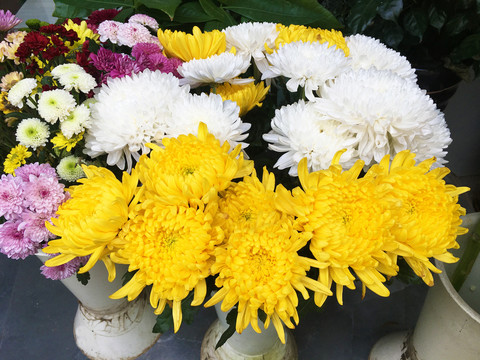 菊花