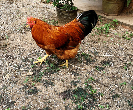 阉鸡