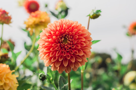 大丽花