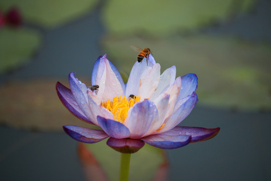 蓝莲花与群蜂采蜜