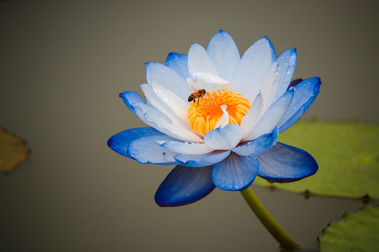 蓝睡莲与采花的蜜蜂