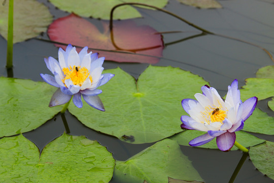 两朵睡莲花