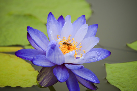 蓝莲花睡莲蜜蜂