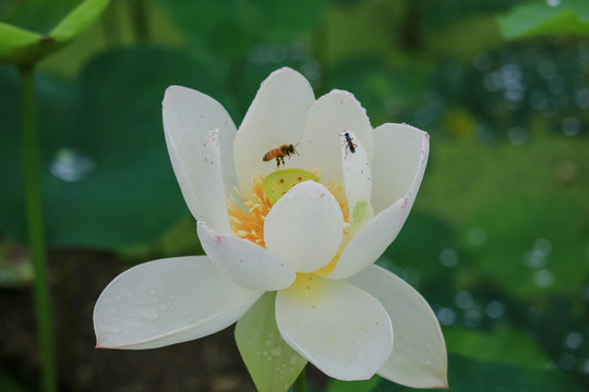 高清荷花蜜蜂采蜜