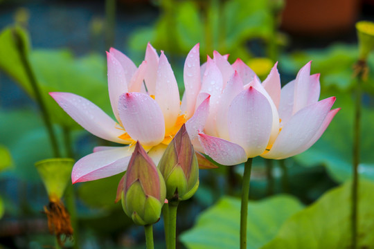 高清白莲花