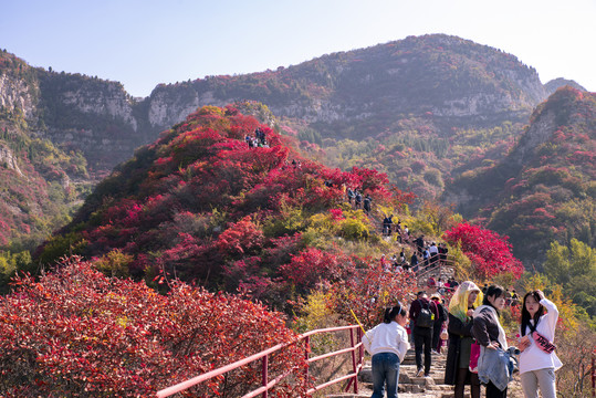 青州天赐山红叶漫山