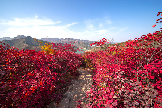 天赐山红叶漫山