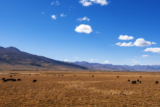 草原牦牛蓝天白云