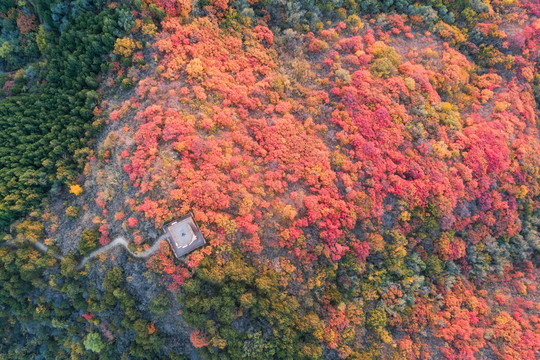 航拍秋天景色满山红叶