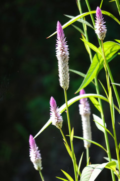 野外狗尾草