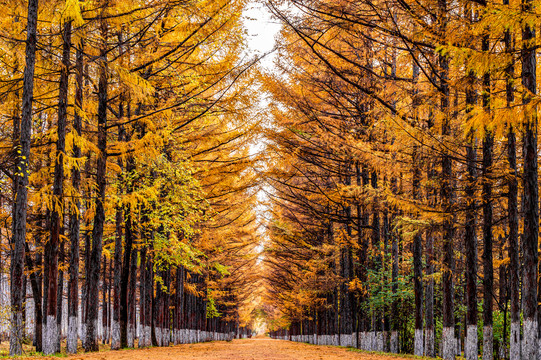 秋天的中国长春百木园景观