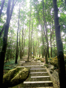 树林登山阶梯