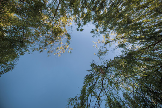 仰望天空树枝