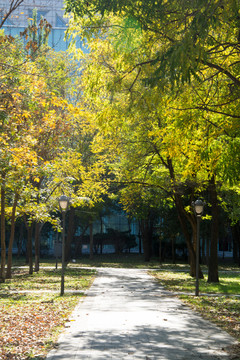 公园秋景