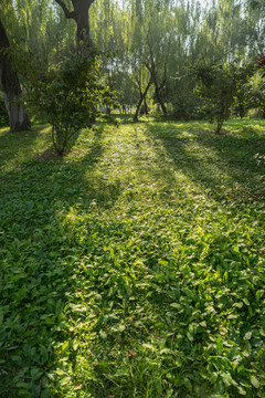 青草地绿草坪