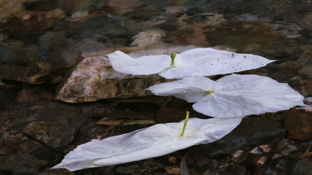 鸽子花