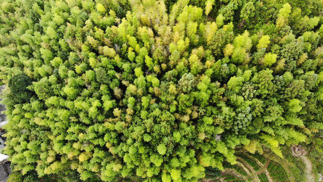 青山竹林