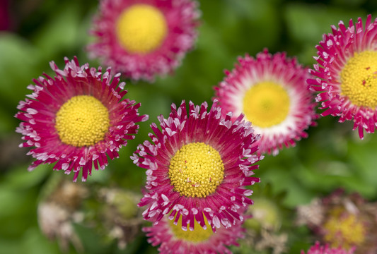 雏菊花