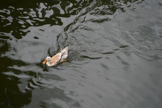 池塘里的鸭子