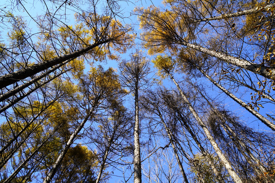 落叶松树林上空的蓝天