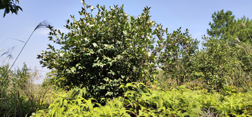 茶油树基地