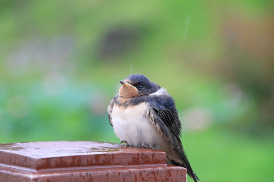 雨中的小鸟