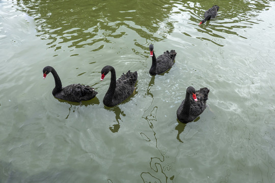 池塘里的一群黑天鹅