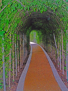 拱形绿植长廊