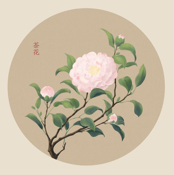 白茶花插画