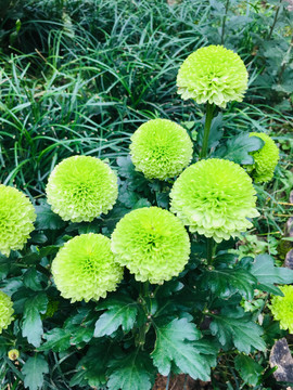 绿色菊花