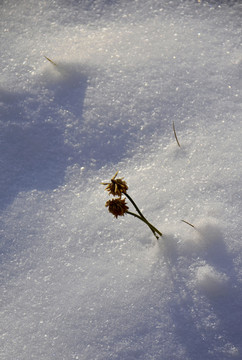 雪中景韵