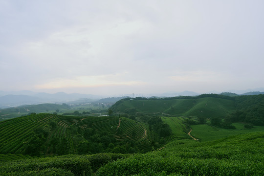 茶园