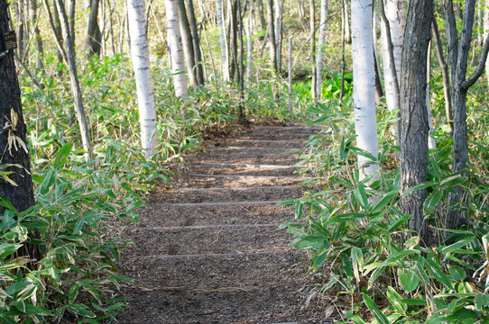 林间小路