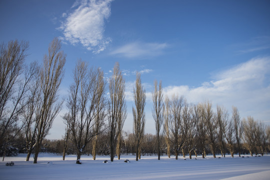 雪地