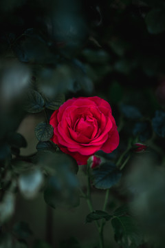 玫瑰