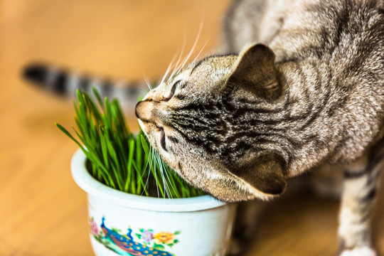 吃草的猫