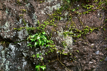 岩石上的植物