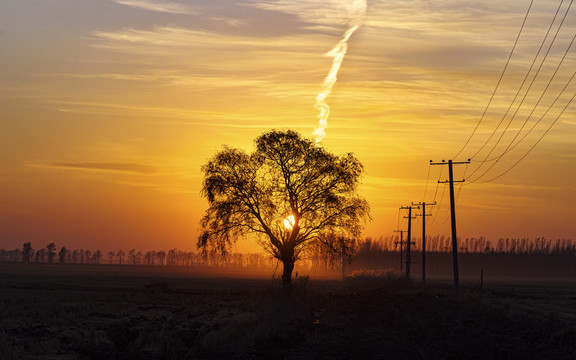 夕阳孤树