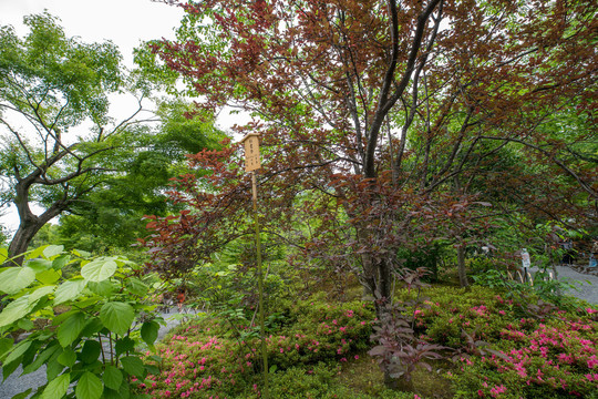 日本京都岚山天龙寺寺院园林景观