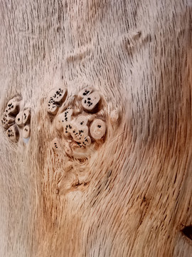 木纹树瘤