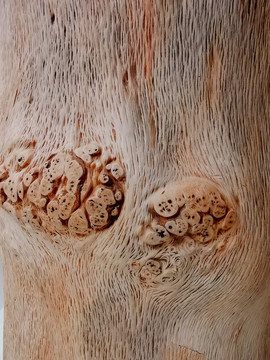 木纹树瘤