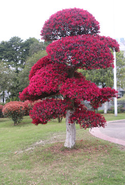 盆景红花叶树